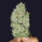 Cheese (Big Buddha Seeds) Cannabis-Samen