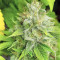 Buzz Light Gear (Dr. Krippling Seeds) Cannabis-Samen