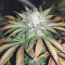 Chemdawg (Humboldt Seeds Organization) Cannabis-Samen