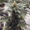 Eleven Roses feminisierte Samen (Delicious Seeds)