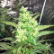Julies Cookies (Big Head Seeds) Cannabis-Samen