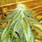 Original Bruce Banner regular (Dark Horse Genetics) Cannabis-Samen