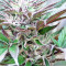 Panama D.C. Regular (CannaBioGen) Cannabis-Samen