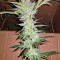 Pineapple (Seedstockers) Cannabis-Samen