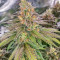 Pure Gelato (Vision Seeds) Cannabis-Samen