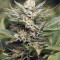 Sapphire Scout (Humboldt Seeds Organization) Cannabis-Samen
