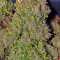 Sensi Skunk Automatic (Sensi Seeds) Cannabis-Samen