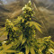 Sour Tangie (Reserva Privada) Cannabis-Samen