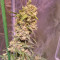 Tangie'matic Auto feminisierte Samen (Fast Buds)
