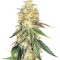Wedding Cake (Big Head Seeds) Cannabis-Samen