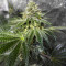 Wedding Gelato (RQS) Cannabis-Samen