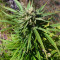 Widow Remedy regular (Barney's Farm) Cannabis-Samen