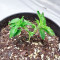 Blue Pyramid (Pyramid Seeds) Cannabis-Samen