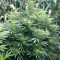 Critical Lights (Expert Seeds) Cannabis-Samen