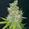 G13 x Blueberry Headband (Emerald Triangle Seeds) Cannabis-Samen