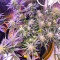 Gelato Glue Autoflower feminisierte Samen (EGS)