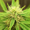 Lemon Haze Auto (Expert Seeds) Cannabis-Samen