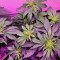 Northern Lights Auto (Expert Seeds) Cannabis-Samen