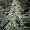 O.G. Kush Autoflower feminisierte Samen (Seedstockers)