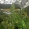 Tangie'matic Auto (Fast Buds) Cannabis-Samen zu verkaufen