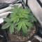 Kaufe Skywalker OG Auto Samen feminisiert von Barney's Farm