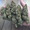 Do-Si-Dos OG Cannabis-Samen Kaufen
