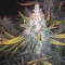 Six Shooter Auto Cannabis-Samen Kaufen