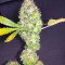 Blue Cheese Cannabis-Samen Kaufen