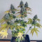 Kerosene Krash Cannabis-Samen Kaufen