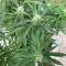Northern Lights Autoflowering Cannabis-Samen Kaufen
