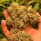 Super Lemon Haze Auto (Green House Seeds)