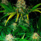 Critical Cannabis-Samen Kaufen