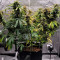 Auto Do-Si-Dos Cookies Cannabis-Samen Kaufen
