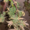 Auto Do-Si-Dos Cookies Cannabis-Samen Kaufen