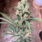 Gorilla Cookies Fast Flowering (Fast Buds) Cannabis-Samen zu verkaufen