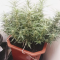 Auto Brooklyn Sunrise Cannabis-Samen Kaufen