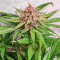 Still Bubba feminisierte Samen (AlphaFem Seeds)