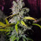 Blue Gelato 41 feminisierte Samen