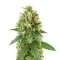Blue Spider (Zambeza Seeds) Cannabis-Samen