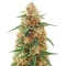 Doctor Shiva Auto (Flash Seeds) Cannabis-Samen