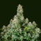 Forbidden Runtz Auto feminisierte Samen (Fast Buds)