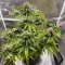 Forgotten Cookies Auto (Mephisto Genetics) Cannabis-Samen