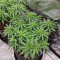 Haze Berry (RQS) Cannabis-Samen