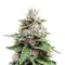 Medi Bomb 2 (Bomb Seeds) Cannabis-Samen