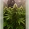 Northern Light Automatic (RQS) Cannabis-Samen