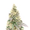 Purple Tropicana Cookies Autoflower feminisierte Samen (Seedkeepers)