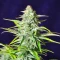 Section 781 Autoflowering (Blimburn x Herbies)