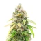 Section 781 Fast Flowering (Blimburn x Herbies)