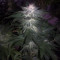 The New (Humboldt Seeds Organization) Cannabis-Samen