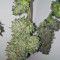 Trans Siberian Auto (Auto Seeds) Cannabis-Samen